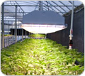 Wholesale Greenhouse Supplies - Growers Supply