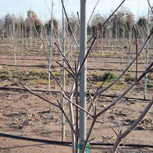 New Products - Fiberglass Tree Stakes - 3/8" x 8'