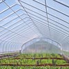 Greenhouse Film &amp;amp; Covering - Greenhouse Films - Klerk's K50 6 MIL 4 Year Greenhouse Film