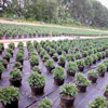 Lawn &amp; Garden - Garden Weed & Ground Covers