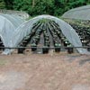 Cold Frames &amp; High Tunnels - Galvanized Premium Row Cover Hoop