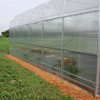 Greenhouse Film &amp;amp; Covering - Greenhouse Polycarbonate - Custom Size 8mm Polycarbonate Sheets