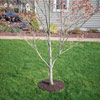 Monthly Specials - Perm-A-Mulch 36" Tree Ring - ON SALE!