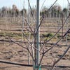 New Products - Fiberglass Tree Stakes
