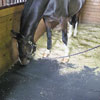 Monthly Specials - Dyno Extreme Duty Interlocking Eva Mat - ON SALE!